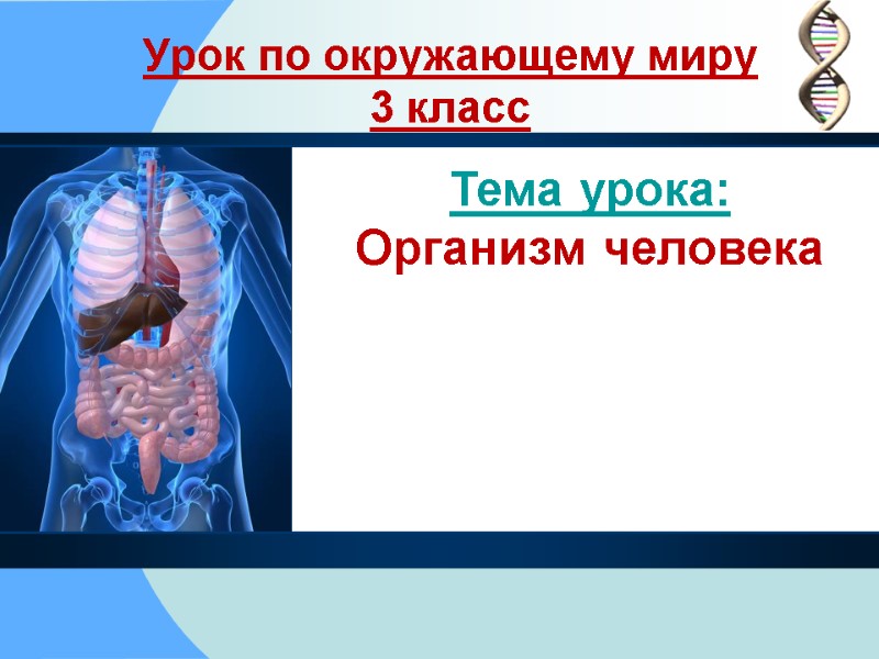 Урок по окружающему миру 3 класс Тема урока:  Организм человека  Покаляева И.П.